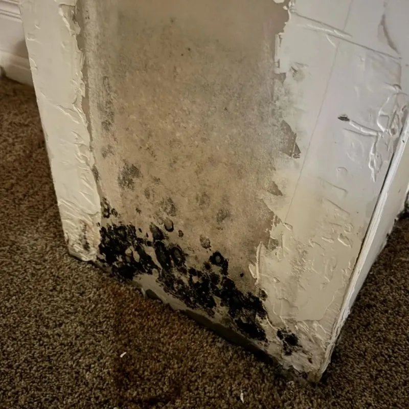 Professional Mold Removal in Alfalfa County, OK